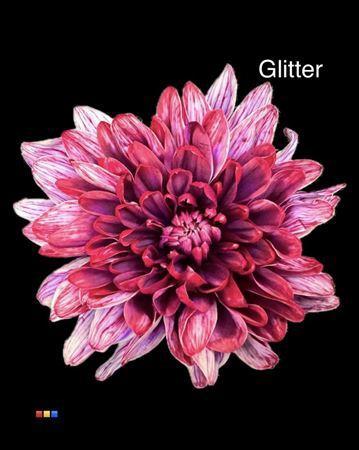 Chrysanthemum Indicum Grp tros kas kleurbehandeld H%