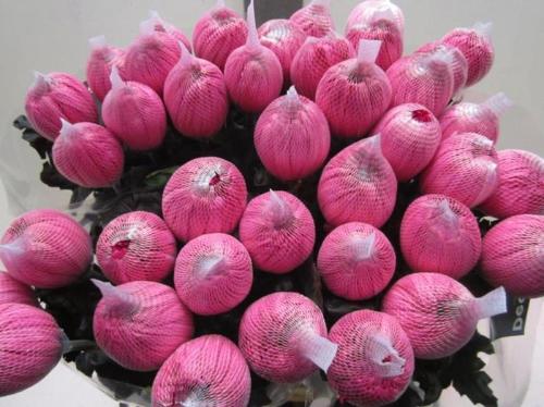 Chrysanthemum (Indicum Grp) geplozen Antonov kleurbehandeld H%