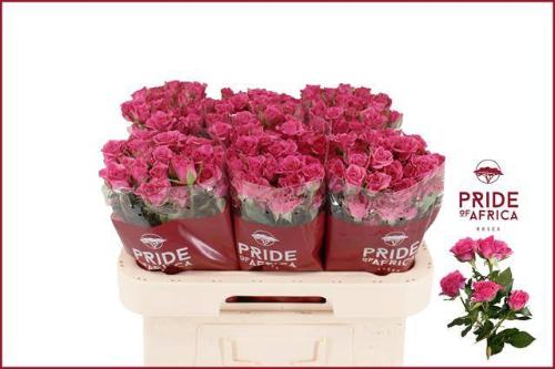 Rosa tros Lianne