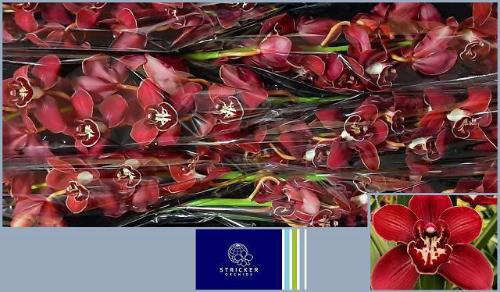 Cymbidium grootbloemig per tak Flameflor