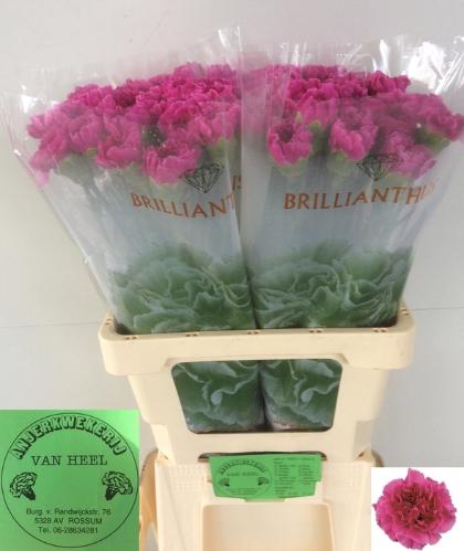 Dianthus standaard 'Farida'