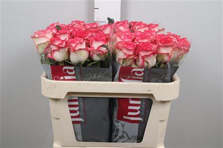 Rosa grootbloemig Jumilia