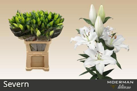Lilium Oriental Grp 'Severn'