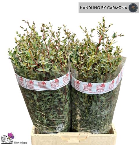 Eucalyptus per bos parvifolia
