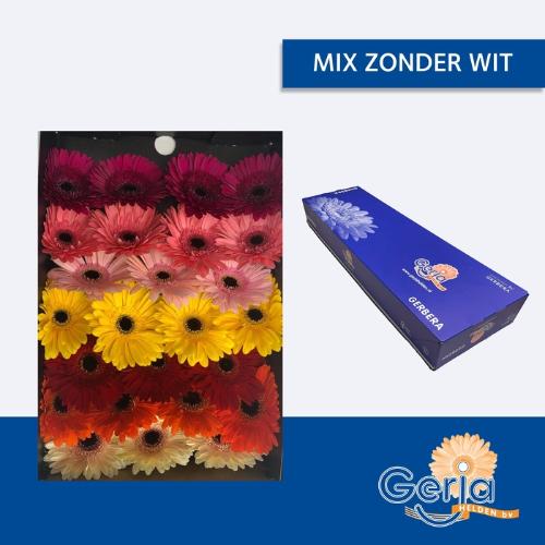 Gerbera grootbloemig gemengd op rij