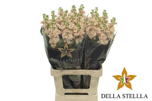 Matthiola incana 'Iron Apricot'