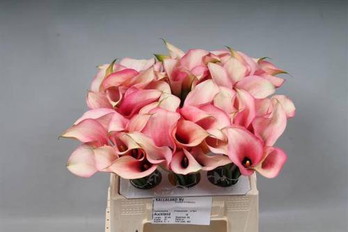 Zantedeschia 'Auckland'