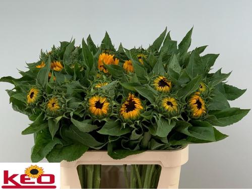 Helianthus annuus 'Sunrich Provence'