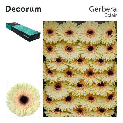 Gerbera grootbloemig 'Eclair'