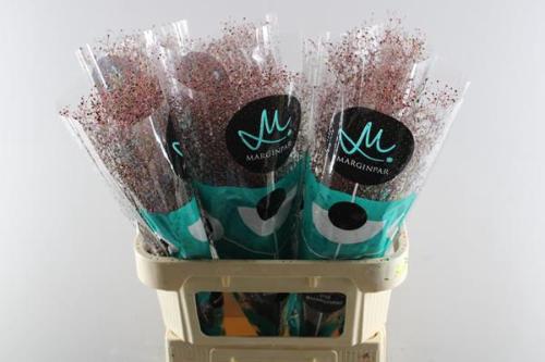 Talinum paniculatum 'Long John'