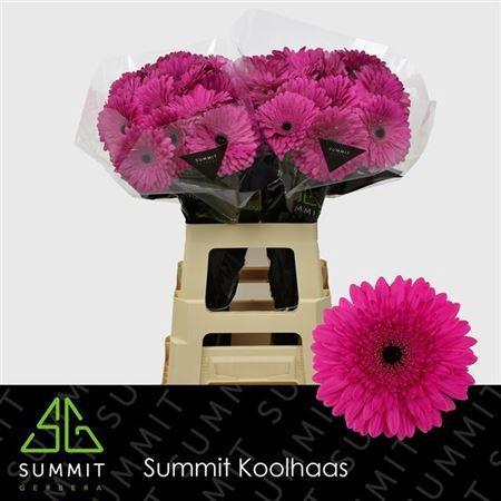 Gerbera grootbloemig 'Madeira'