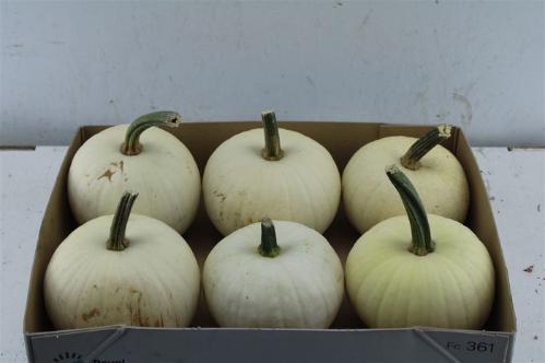 Siervruchten per stuk Cucurbita pepo 'Baby Boo'