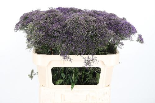 Trachelium caeruleum 'Corine Purple'