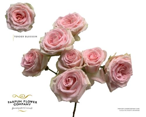 Rosa tros Tender Blossoms