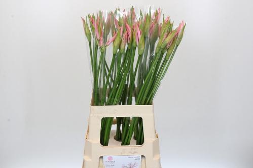 Nerine Bowdenii Grp 'Vesta K'