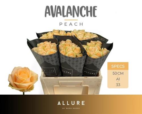 Rosa grootbloemig Avalanche Peach+