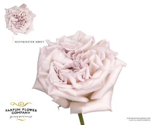 Rosa grootbloemig Westminster Abbey!