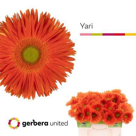Gerbera grootbloemig spinvormig Yari+