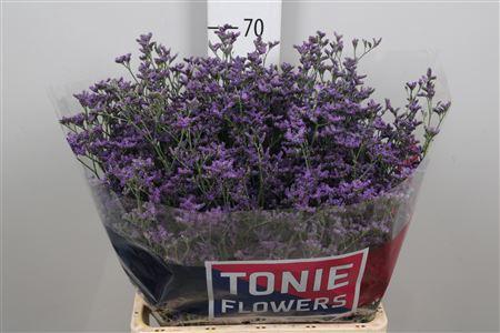 Limonium sinensis Kansas Blue