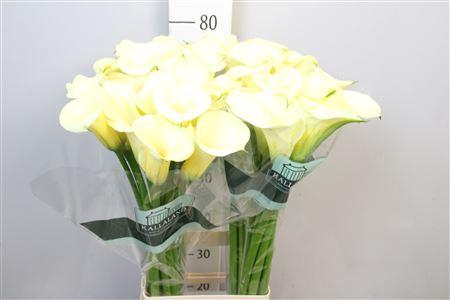 Zantedeschia 'Snowstar'