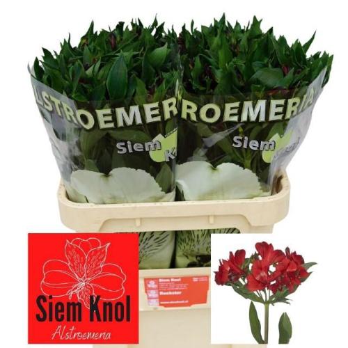 Alstroemeria Rockstar