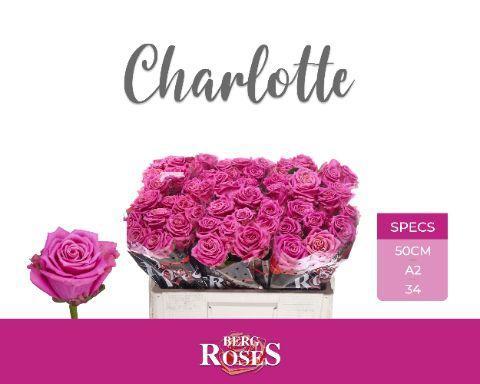 Rosa grootbloemig Tantau’s Charlotte