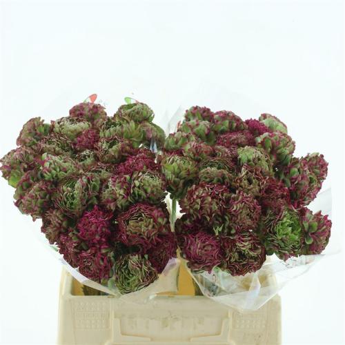 Ranunculus asiaticus Pon-Pon Fanny