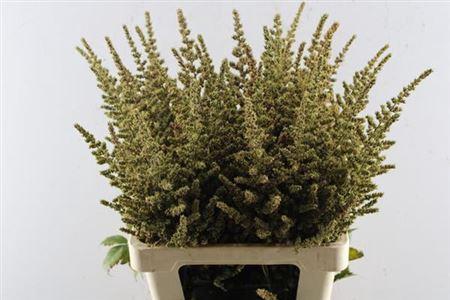 Astilbe Arendsii Grp 'Erika' decor