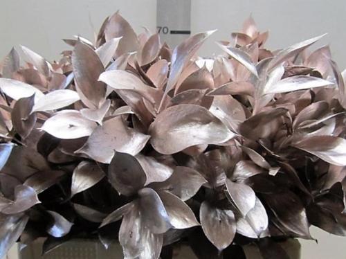 Ruscus kleurbehandeld H%