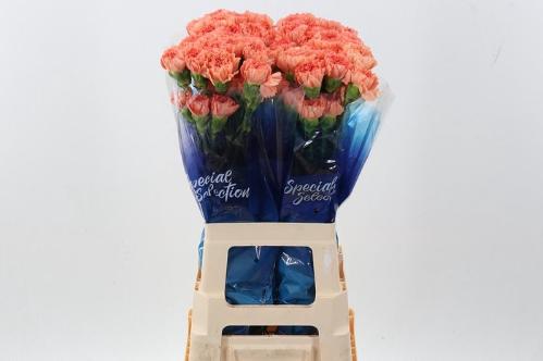 Dianthus standaard 'Megan'