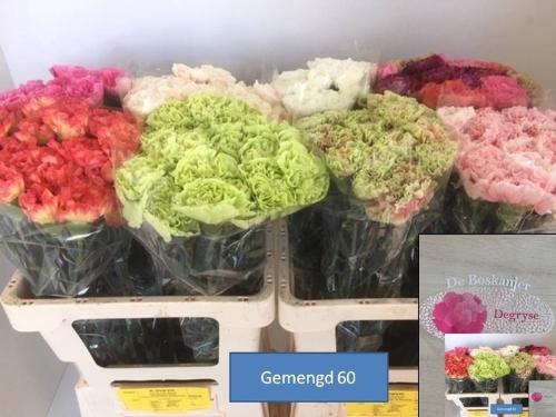 Dianthus standaard gemengd