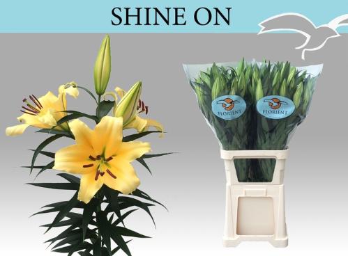 Lilium (OT-hybrids Grp) 'Shine On'