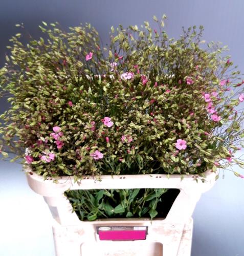 Saponaria overig