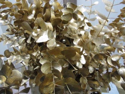 Eucalyptus cinerea kleurbehandeld per bos H%