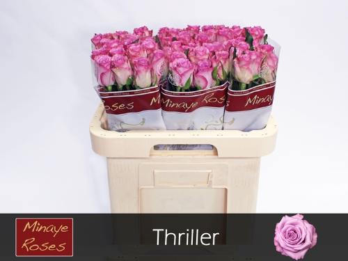 Rosa grootbloemig Thriller