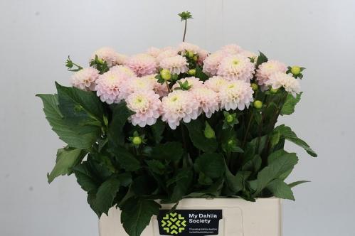 Dahlia (Ball Grp) 'Light Wizard'