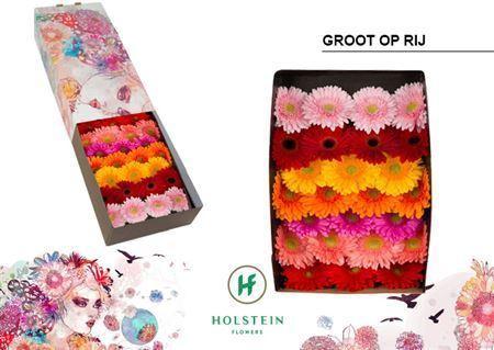 Gerbera grootbloemig gemengd op rij