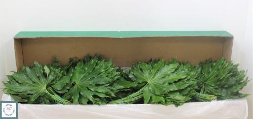 Fatsia japonica (blad)