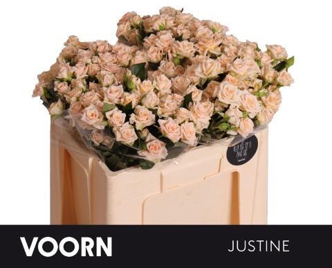 Rosa tros Justine