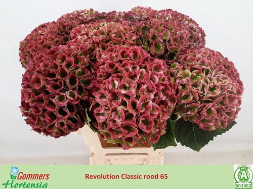 Hydrangea macrophylla Magical Revolution (classic)