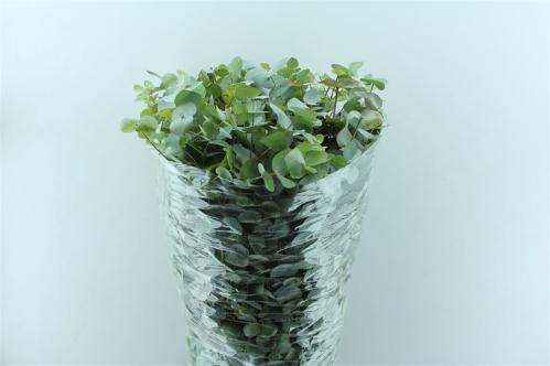 Eucalyptus per bos cinerea