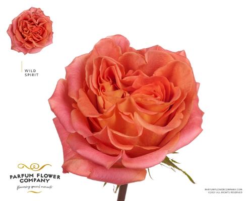 Rosa grootbloemig Wild Spirit