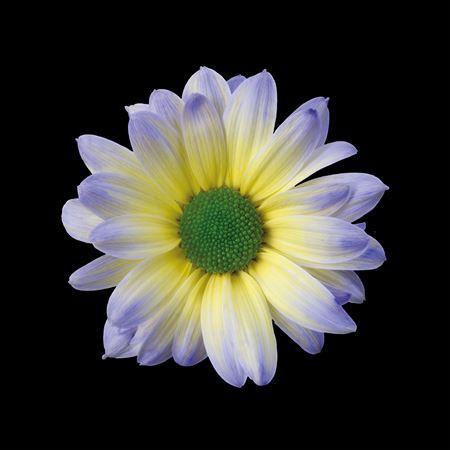 Chrysanthemum Indicum Grp tros kas kleurbehandeld H%