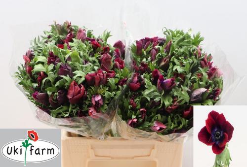 Anemone coronaria 'Galil Bordeaux'