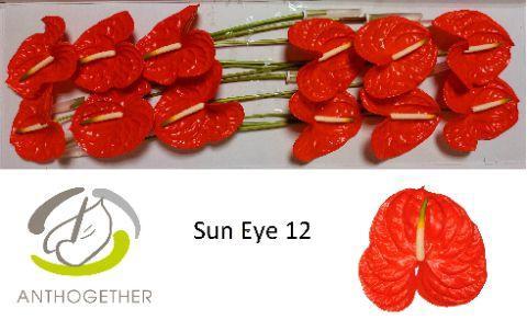 Anthurium (Andreanum Grp) Sun Eye