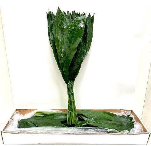 Aspidistra elatior overig