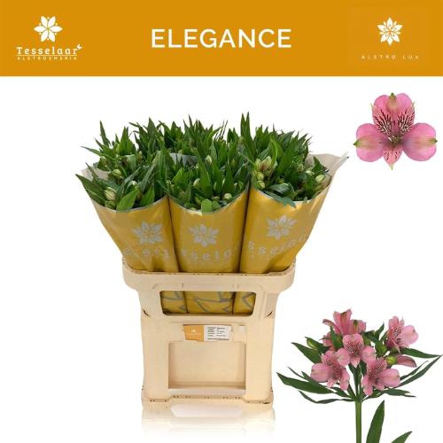 Alstroemeria Elegance