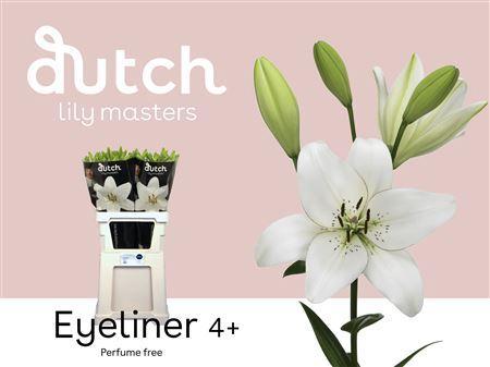 Lilium Aziatische Grp 'Eyeliner'