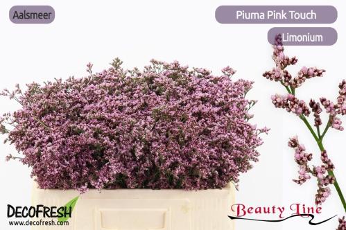 Limonium Piuma Pink Touch