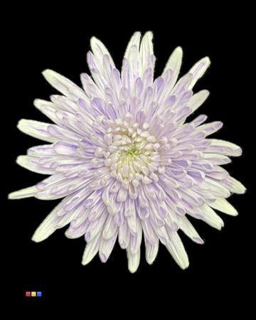 Chrysanthemum (Indicum Grp) geplozen Topspin kleurbehandeld H%